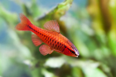 Cherry Barb