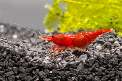 Cherry Red Shrimp