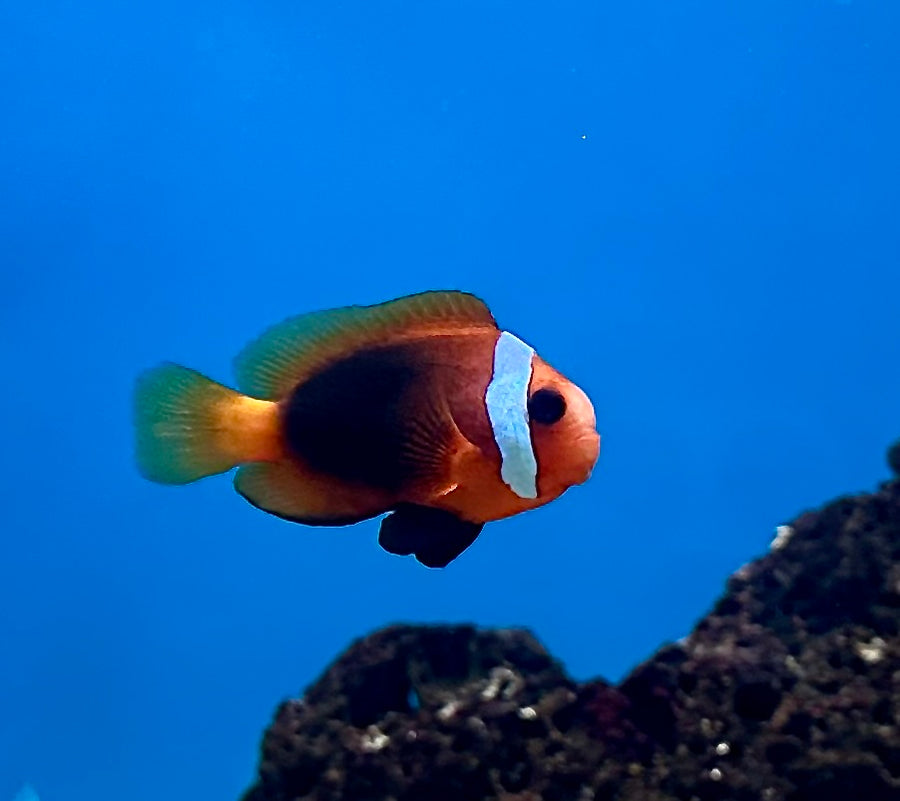 Cinnamon Clownfish Tank Raised - Medium