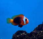 Black Snowflake Ocellaris Clownfish Tank Raised - Medium product photo 3