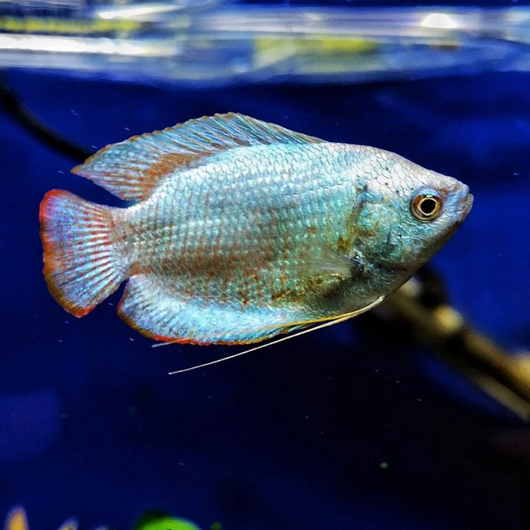 Cobalt Blue Dwarf Gourami Male