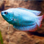 Cobalt Blue Dwarf Gourami Male