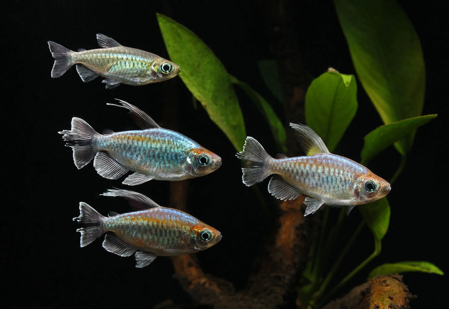 Congo Tetra