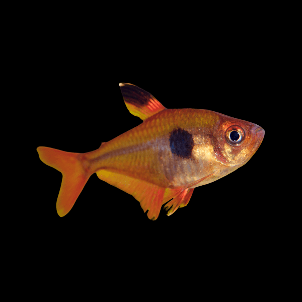Coral Red Serpae Tetra
