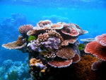 Rainbow Hornet Zoanthid Polyp - Frag product photo 3