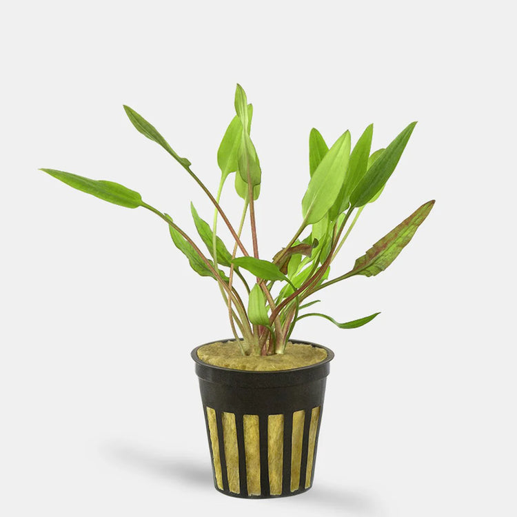 Cryptocoryne Lutea Potted