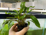 Cryptocoryne Lutea Potted