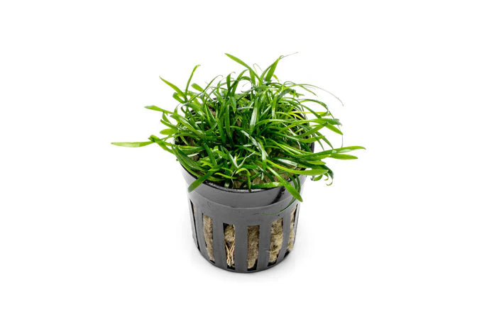 Cryptocoryne Parva Potted