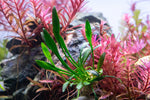 Cryptocoryne Parva Potted