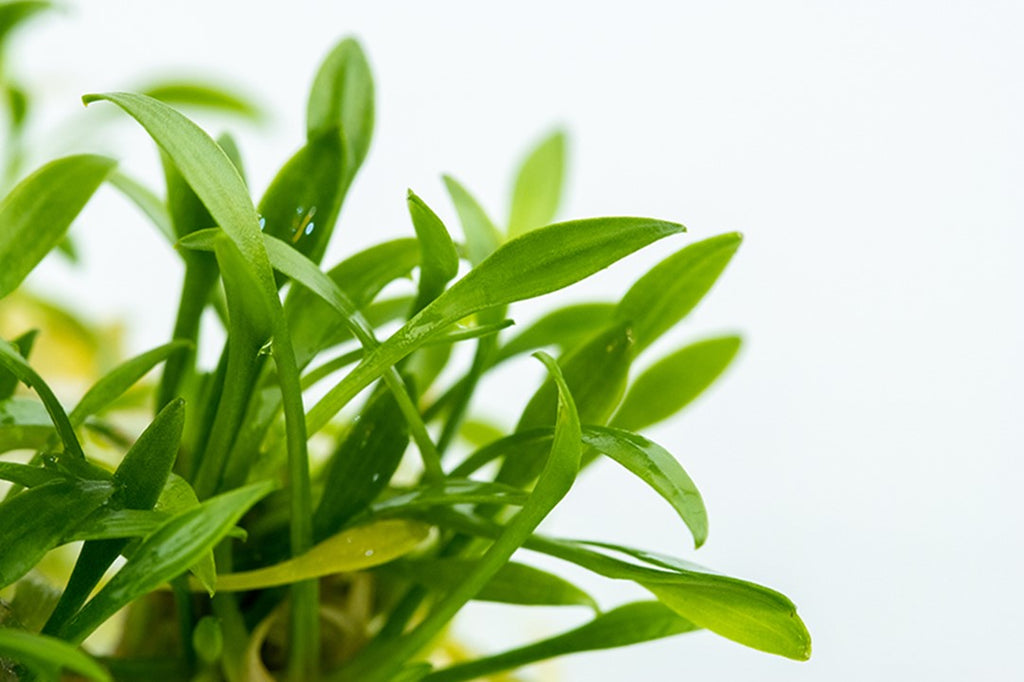 Cryptocoryne Parva Potted