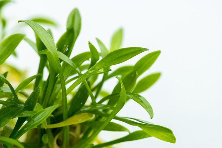 Cryptocoryne Parva Potted