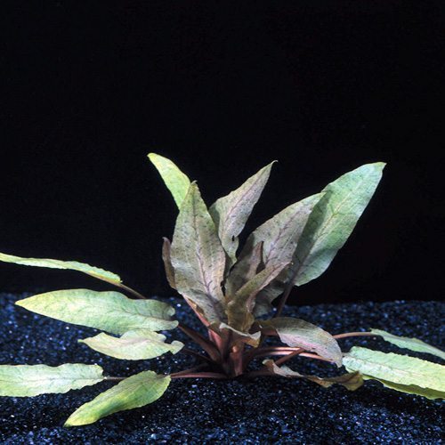 Cryptocoryne Undulata Potted