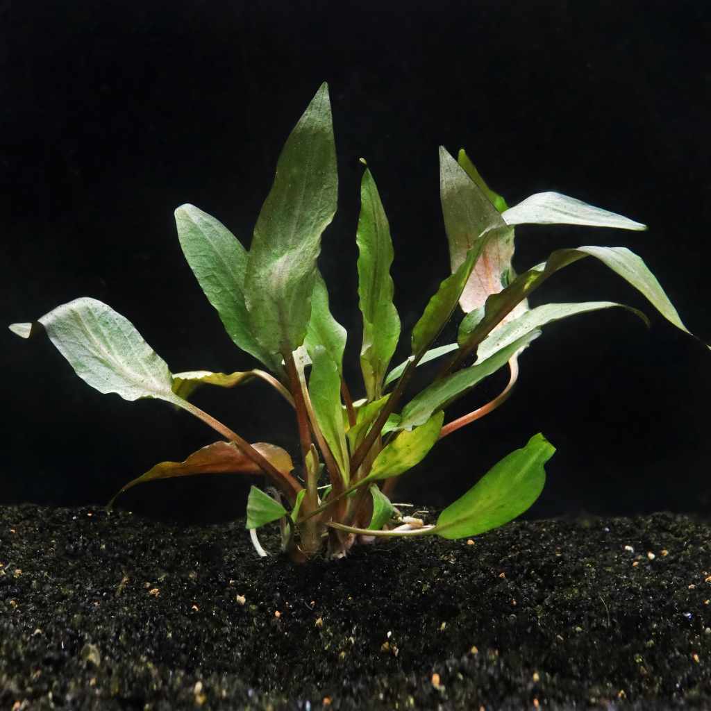 Cryptocoryne Undulata Potted