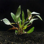 Cryptocoryne Undulata Potted