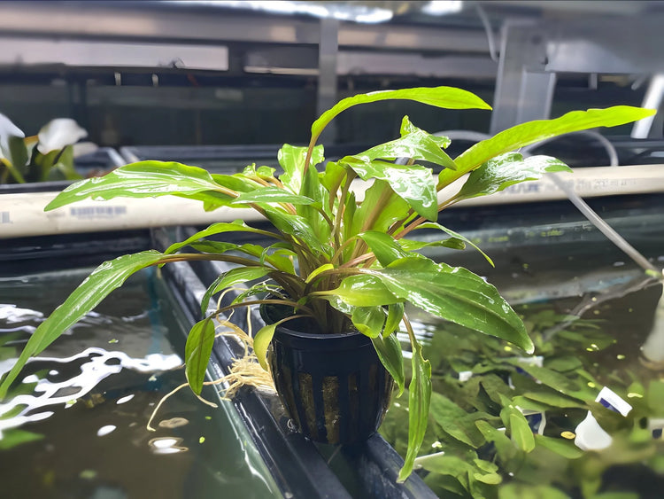 Cryptocoryne Undulata Potted
