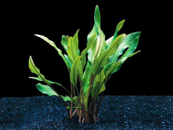 Cryptocoryne Lutea Potted