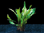 Cryptocoryne Lutea Potted