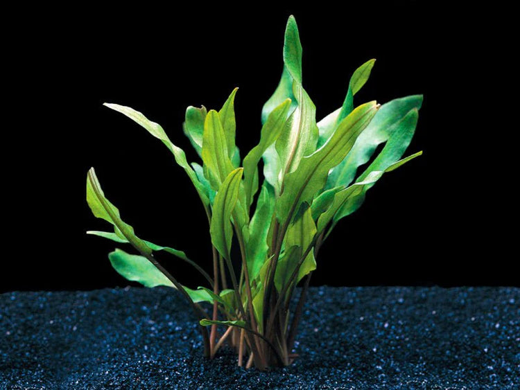 Cryptocoryne Lutea Potted
