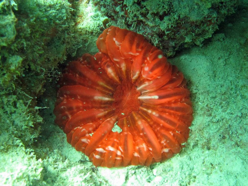 Rainbow Pocillopora Coral - Frag product photo 3