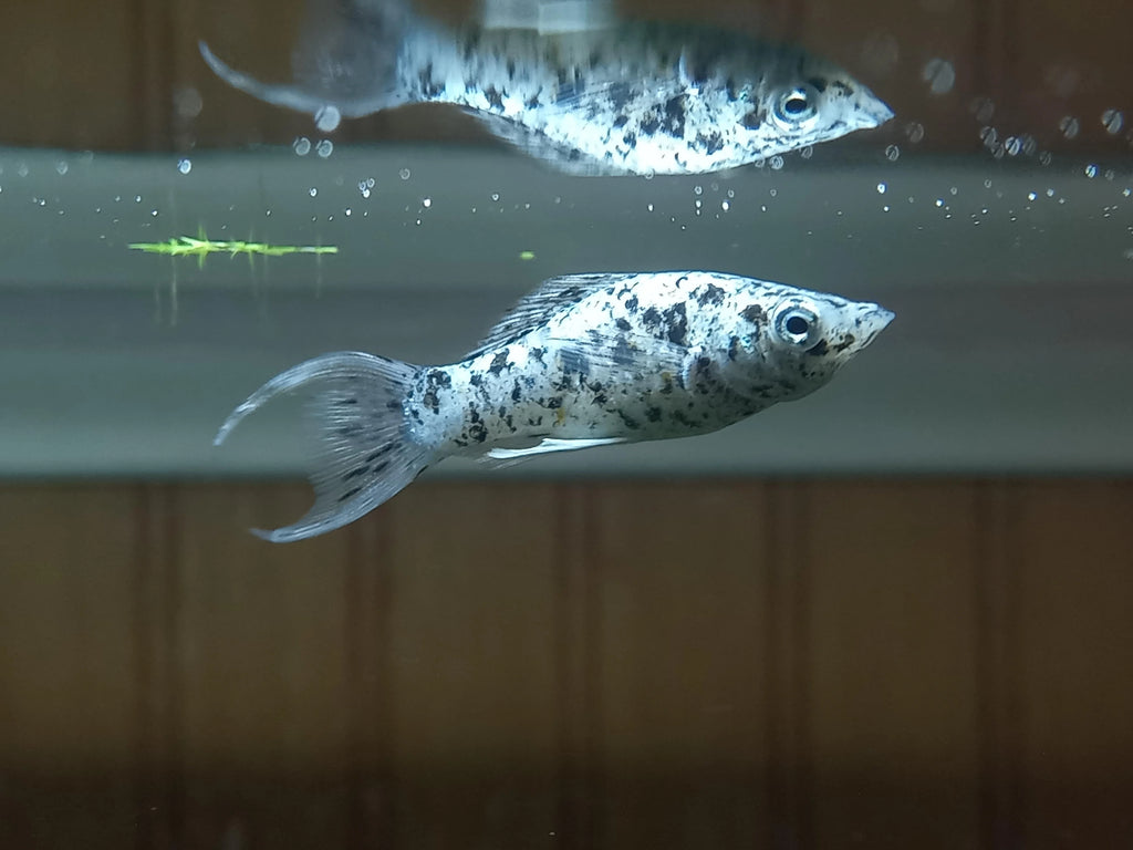 Dalmatian Lyretail Molly
