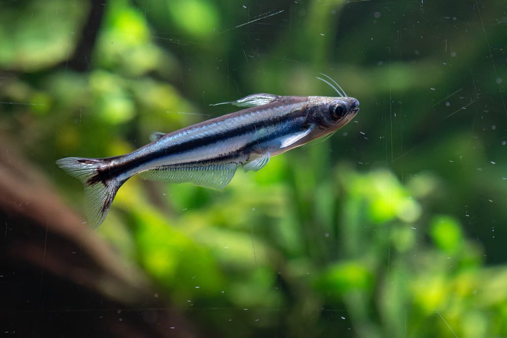 Debauwi Catfish