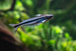 Debauwi Catfish