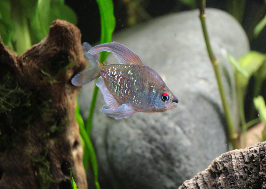 Diamond Tetra