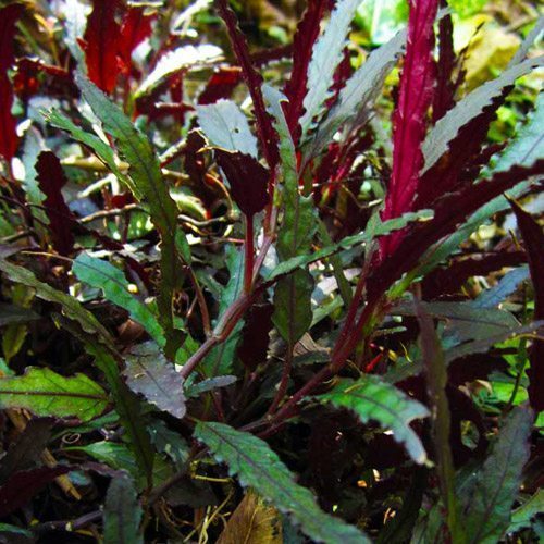 Dragon's Tongue Plant Bunched