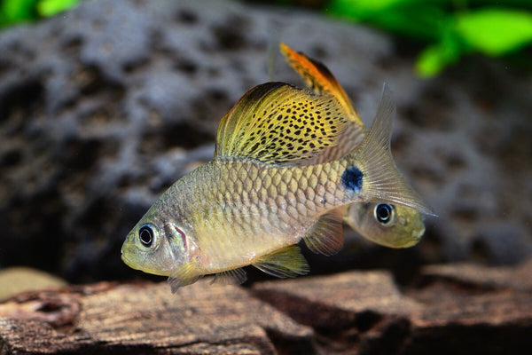 Drapefin Barb
