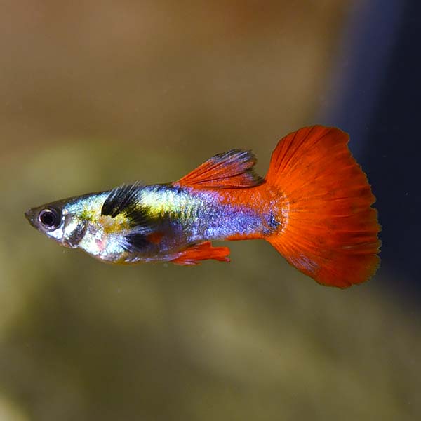 Dumbo Ear Guppy Male