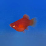 Dwarf Red Coral Platy