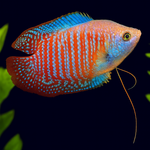 Dwarf Gourami Male