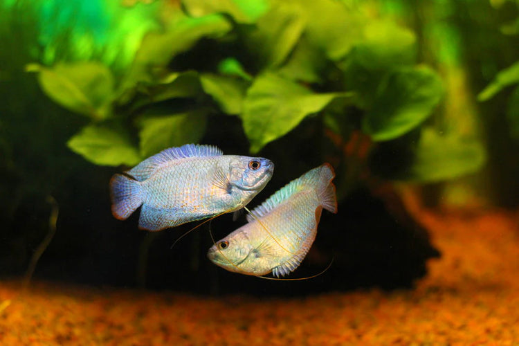 Dwarf Gourami Male
