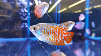 Dwarf Gourami Male