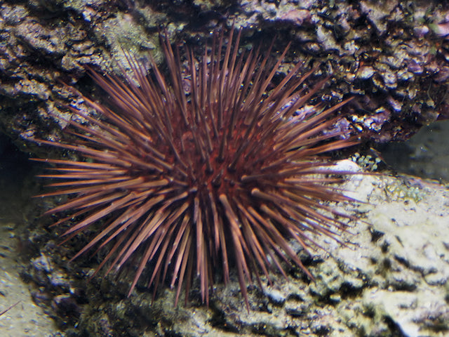 Rock Boring Urchin - Medium product photo 1
