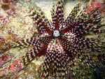 Black Brittle Starfish - Medium product photo 2