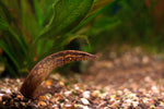 Fire Eel