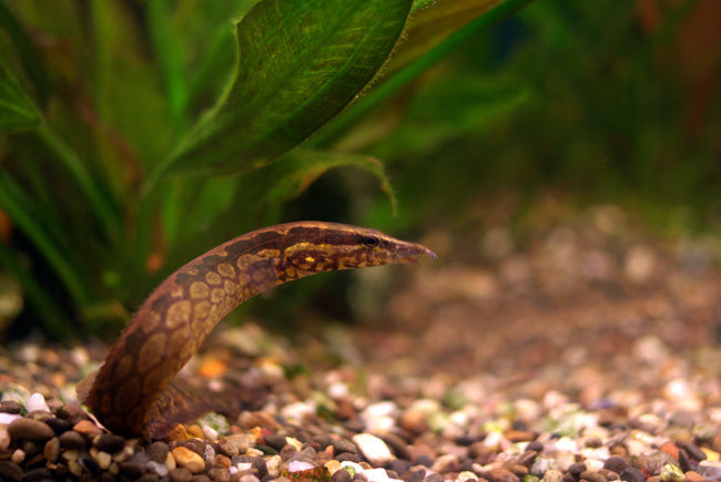 Fire Eel