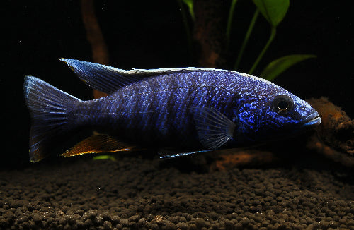 Electric Blue Ahli Cichlid
