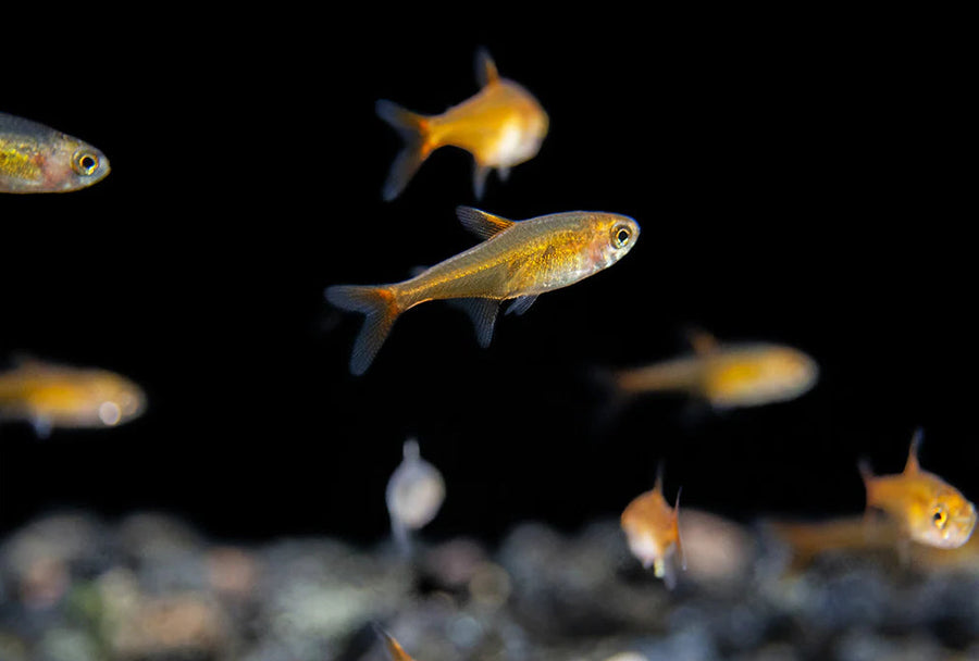 Ember Tetra