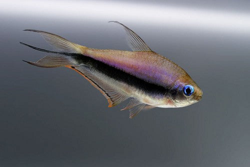 Emperor Tetra