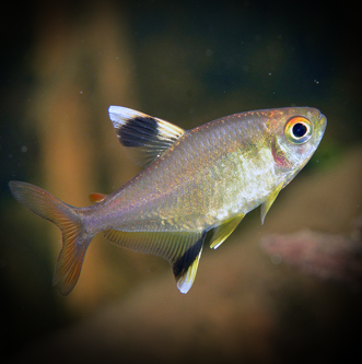 Feather Fin Tetra