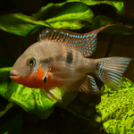 Firemouth Meeki Cichlid