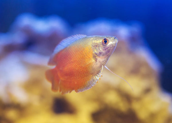Flame Dwarf Gourami Male