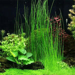 Giant Hairgrass Potted
