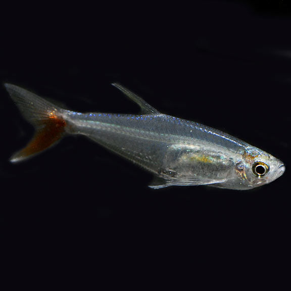 Glass Bloodfin Tetra