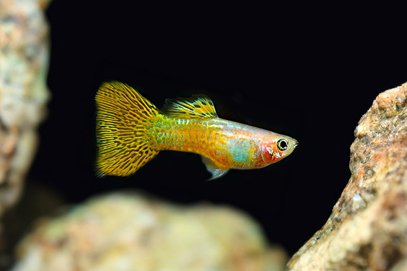 Gold Cobra Delta Guppy Male