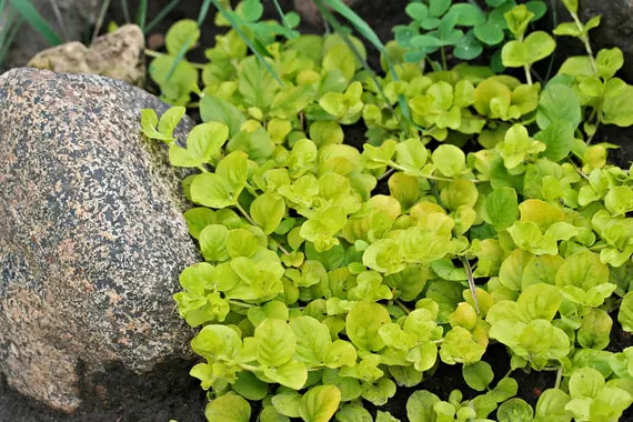 Gold Lloydiella Plant Bunched