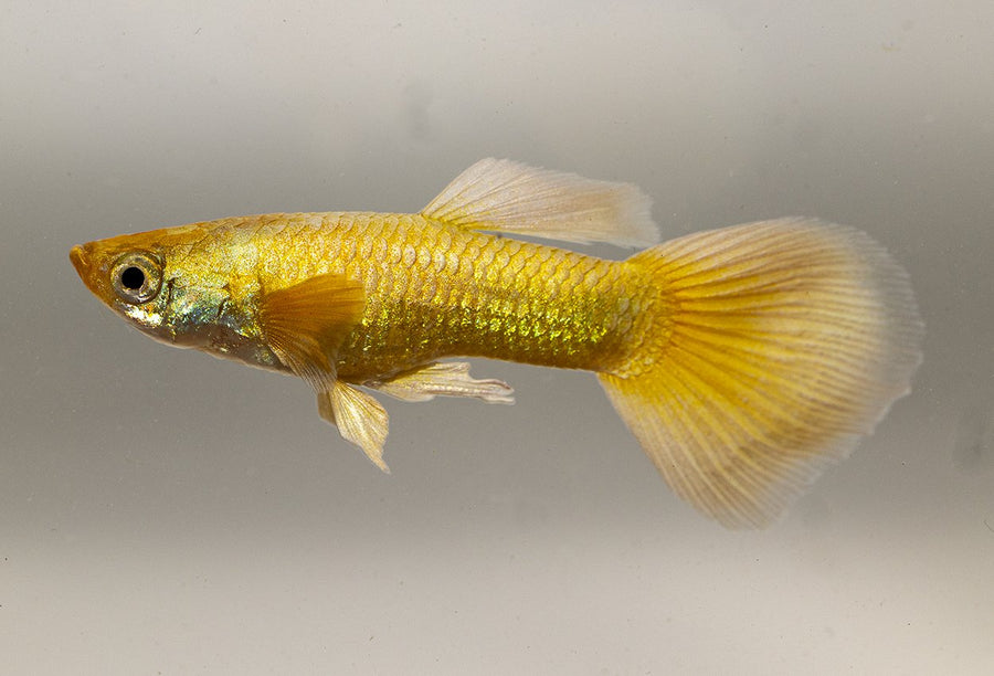Gold Platinum Guppy Male