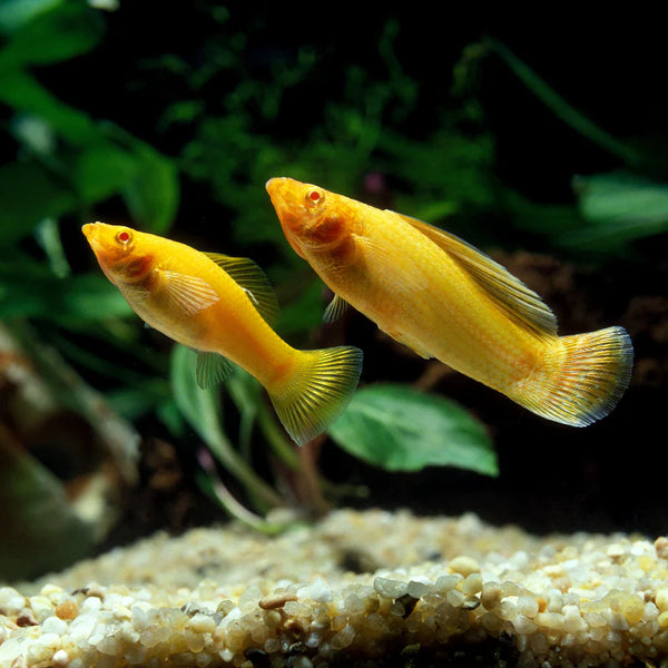 Gold Sailfin Molly